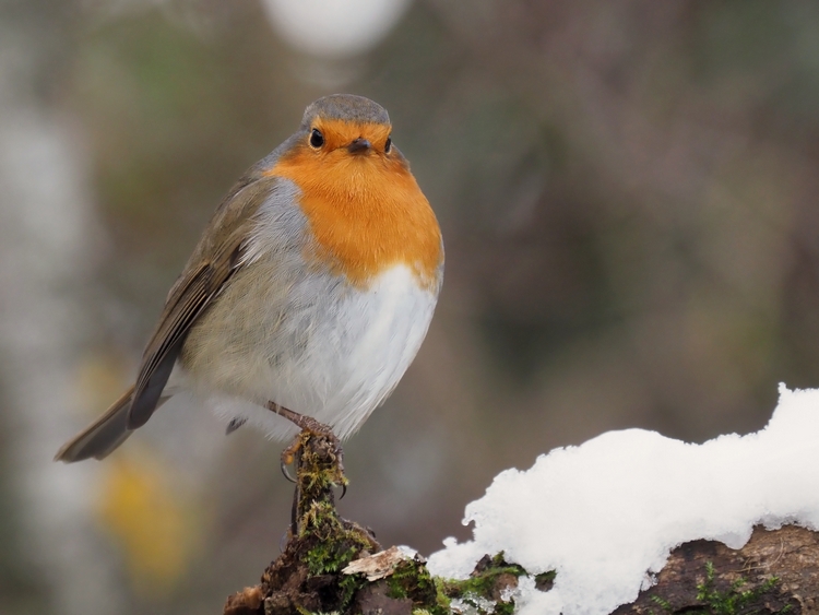 Passeriformi sotto la neve